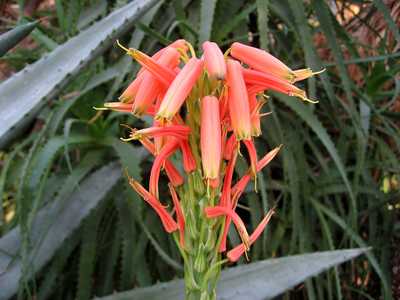 The Aloe x spinosissima South African hybrid is one of the more manageably-sized aloes, growing to a