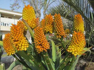 Aloe thraskii is wonderful feature plant that is tall and robust, with enormous olive green leaves t