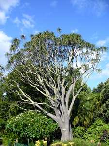 Aloidendron barberae is Africa's largest aloe-like plant that grows into a tree ranging from 30 to 5