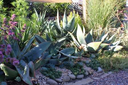 Aloe striata, with the common name 'Coral Aloe', is a small, stemless South African Aloe species. Al