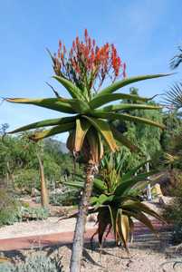 Aloe vaombe, the 'Malagasy Tree Aloe' is one of the most beautiful large tree aloes, making a stunni