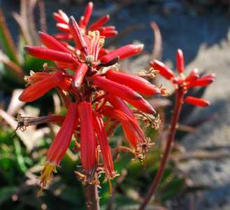 Aloe 'Cynthia Giddy' is an attractive, clumping, spotted aloe hybrid which undergoes dramatic color 