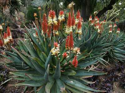 Aloe 'David Verity' is a robust, hybrid created by botanist and botanical garden manager David Verit