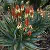 Aloe 'David Verity' is a robust, hybrid created by botanist and botanical garden manager David Verit