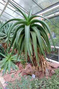 Aloe angelica is a great looking tree aloe with single stem, long, arching, drooping smooth leaves a