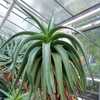 Aloe angelica is a great looking tree aloe with single stem, long, arching, drooping smooth leaves a