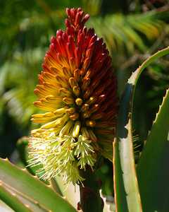 Aloe helenae is smallish tree aloe from Southern Madagascar which is typically non-branching, and gr