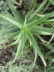 Aloe striatula is a shrubby, branching and rambling species to 6 feet tall by at least this wide tha