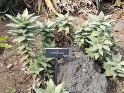 Aloe 'Hellskloof Bells' is an upright growing shrubby plant to about 2 feet tall with short lanceola