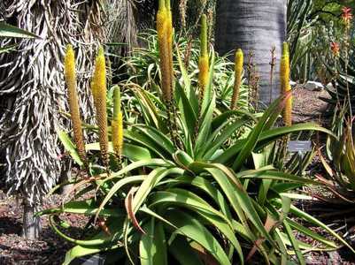 Aloe spicata is an impressive looking, fast-growing, plant with big graceful curving leaves. It's a 