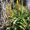 Aloe spicata is an impressive looking, fast-growing, plant with big graceful curving leaves. It's a 