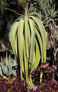 Aloe sabaea is a solitary tree aloe from Yemen, where it grows up to about 12 feet tall. This gracef