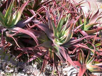 Aloe classenii is a very attractive, colorful suckering, crawling aloe from Kenya that makes a profu