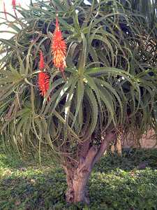 Aloe kedongensis is a medium-large sized, Kenyan aloe with bright green, narrow, toothy, somewhat re