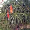 Aloe kedongensis is a medium-large sized, Kenyan aloe with bright green, narrow, toothy, somewhat re