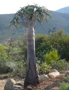 Indigenous to southern Africa, Aloidendron pillansii (formerly Aloe pillansii) is a succulent tree t