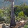 Indigenous to southern Africa, Aloidendron pillansii (formerly Aloe pillansii) is a succulent tree t