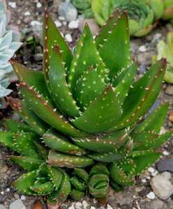 Aloe nobilis is a smaller clumping aloe about 18 inches tall and composed of fleshy green leaves whi