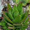 Aloe nobilis is a smaller clumping aloe about 18 inches tall and composed of fleshy green leaves whi