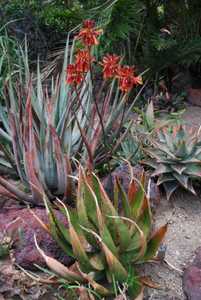 Aloe harlana is a handsome, stemless plant with flat, wide dark green leaves and long, linear flecki