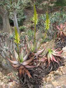 Aloe microstigma is a very attractive and relatively common South African species with lots of speck