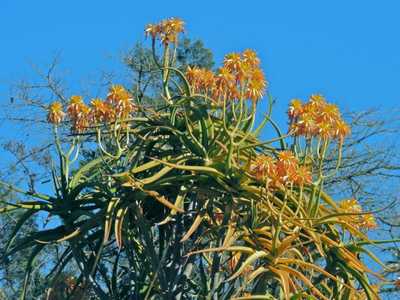Aloidendron tongaense (Aloe tongaensis) is a freely branching, heavy stemmed tree Aloe bears masses 
