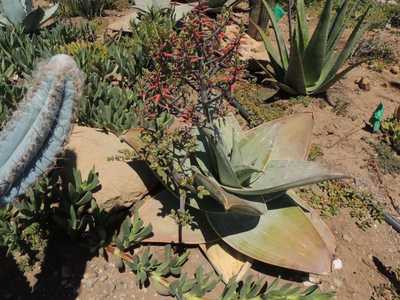 Aloe striata subspecies karasbergensis is well known for its attractive rusty brown to bronze, leaf 