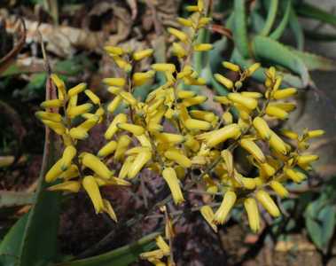 Aloe hildebrandtii is an ordinary looking, low-growing, shrubby aloe from Somalia, where it tends to