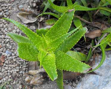 One of the more attractive slender-stemmed, branching shrubby aloes. Aloe andongensis is a small to 