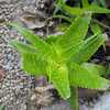 One of the more attractive slender-stemmed, branching shrubby aloes. Aloe andongensis is a small to 