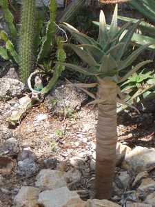 Indigenous to southern Africa, Aloidendron pillansii (formerly Aloe pillansii) is a succulent tree t