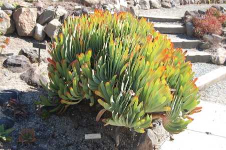 Kumara plicatilis, formerly Aloe plicatilis, the fan-aloe, is a multi-branching shrub with highly te