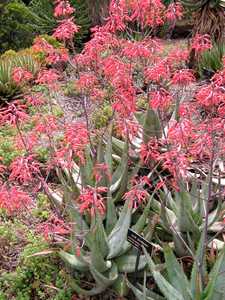 Aloe chabaudii (Dwala Aloe) is an easy-to-grow, clustering perennial succulent that forms large colo