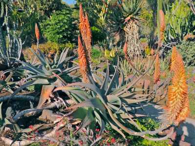 Aloe rubroviolacea is appreciated by many as one of the more spectacular aloes available. Not a supe