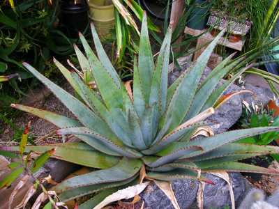 Aloe betsileensis - A lovely Madagascan aloe which is mid-sized and nearly stemless with an open ros