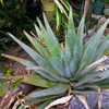 Aloe betsileensis - A lovely Madagascan aloe which is mid-sized and nearly stemless with an open ros