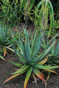 A large but stemless, clustering Aloe from Uganda that forms compact rosettes that have 20 to 30 inc