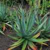 A large but stemless, clustering Aloe from Uganda that forms compact rosettes that have 20 to 30 inc