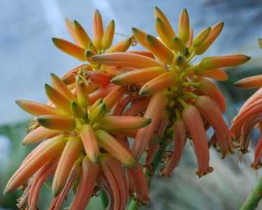 Aloidendron tongaense (Aloe tongaensis) is a freely branching, heavy stemmed tree Aloe bears masses 