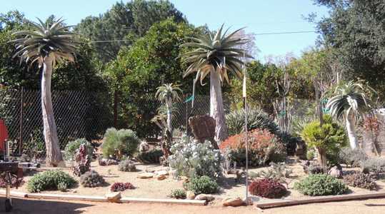 Indigenous to southern Africa, Aloidendron pillansii (formerly Aloe pillansii) is a succulent tree t