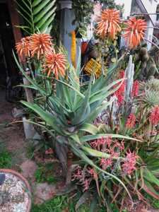 Aloe munchii is a moderately fast growing small and slender tree aloe that grows upwards to 15 feet 