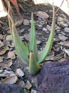 Aloe scobinifolia is a small, stemless Aloe from Somalia with rough (sort of like shark skin), uprig