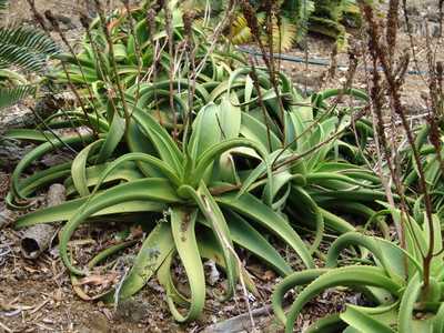 Commonly grown, Aloe vanbalenii is one of the most beautiful and distinctive aloes, with its long, t