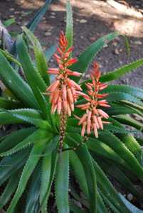 Aloe pluridens, also known as the French Aloe, is a very attractive, slender tree aloe which bears g