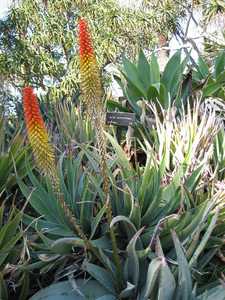 Aloe petricola is solitary, stemless, growing to 2 feet high (60 cm) and up to 3 feet (90 cm) wide w