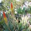 Aloe petricola is solitary, stemless, growing to 2 feet high (60 cm) and up to 3 feet (90 cm) wide w