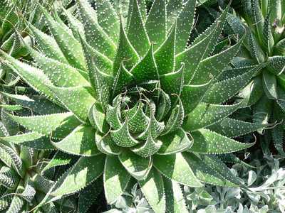 The Lace Aloe, Aloe aristata, is a low-growing, small, clumping aloe native to South Africa and Leso