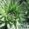 The Lace Aloe, Aloe aristata, is a low-growing, small, clumping aloe native to South Africa and Leso