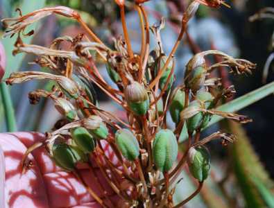 Aloe munchii is a moderately fast growing small and slender tree aloe that grows upwards to 15 feet 