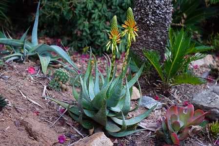 Aloe microstigma is a very attractive and relatively common South African species with lots of speck